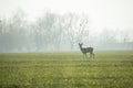 Roe deer standing on a green meadow on a foggy day Royalty Free Stock Photo