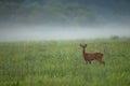 Roe deer standing on meadow in summer cloudy nature Royalty Free Stock Photo