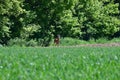 Roe Deer Standing by Wheat Field, Norfolk, England, UK.