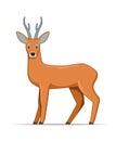 Roe deer standing on a white background Royalty Free Stock Photo