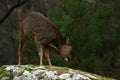 Roe deer, Capreolus capreolus stands on a cliff and scratches it Royalty Free Stock Photo