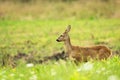 Roe deer stands in the meadow during the rain Royalty Free Stock Photo