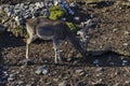 Roe deer - stang, fawn or Capreolus out a turn in field Royalty Free Stock Photo