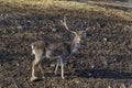 Roe deer - stang, fawn or Capreolus out a turn in field