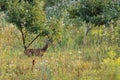 Roe deer stealing apples from an orchard