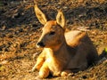 Roe deer sunbath. Royalty Free Stock Photo