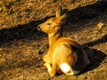 Roe deer sunbath. Royalty Free Stock Photo