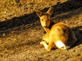 Roe deer sunbath. Royalty Free Stock Photo