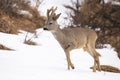 Roe deer walking on meadow the during snowing.