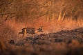 roe deer walking on plowed field in evening golden hour