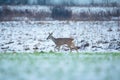 A roe deer walking through a snow-covered meadow, November day