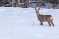 Roe deer walking in snow in Sweden Royalty Free Stock Photo