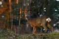 Roe deer, Capreolus capreolus in a warm morning light Royalty Free Stock Photo