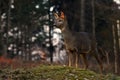 Roe deer, Capreolus capreolus in a warm morning light Royalty Free Stock Photo