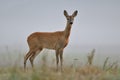 Roe deer in the wild Royalty Free Stock Photo