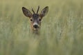 Roe deer in the wild Royalty Free Stock Photo