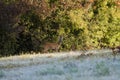 Roe deer Royalty Free Stock Photo