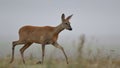 Roe deer in the wild Royalty Free Stock Photo