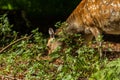 Roe deer in rye Royalty Free Stock Photo