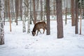 Roe deer in the winter in forest Royalty Free Stock Photo