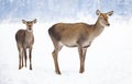 roe deer in winter snow Royalty Free Stock Photo