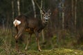 Roe deer, Capreolus capreolus on a woodland during autumn Royalty Free Stock Photo