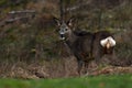 Roe deer, Capreolus capreolus on a woodland during autumn Royalty Free Stock Photo