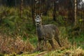 Roe deer, Capreolus capreolus on on a woodland during autumn Royalty Free Stock Photo