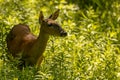 Roe Deer in the woods Royalty Free Stock Photo