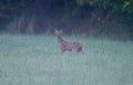 Roe deer (Capreolus capreolus) standing in a field, surrounded by trees in the misty morning fog Royalty Free Stock Photo