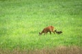 Roe deer with a young kid in a meadow, eastern Poland Royalty Free Stock Photo