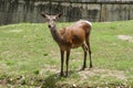 Roe deer in a zoo. Female deer. Capreolus capreolus