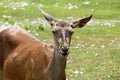 Roe deer in a zoo. Female deer. Capreolus capreolus Royalty Free Stock Photo