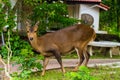 Roe deer in zoo. Young brown roe deer in a zoo. Royalty Free Stock Photo