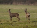 Roe Deers Royalty Free Stock Photo