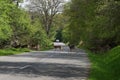 Roe deers crossing the road. Royalty Free Stock Photo