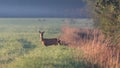 Roe deers on a field in a foggy morning