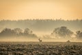 Roe deers in a foggy sunrise over a field with deciduous trees in a row in the Czech Republic