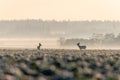 Roe deers in a foggy sunrise over a field with deciduous trees in a row in the Czech Republic