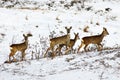 Roe deers herd on snow