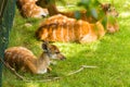 Roe deers on the meadow with baby deer. Zoo, wild animals and mammal concept Royalty Free Stock Photo