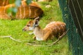 Roe deers on the meadow with baby deer. Zoo, wild animals and mammal concept Royalty Free Stock Photo