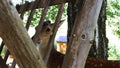 Roe deers on the meadow. Zoo, wild animals and mammal concept. Big deer family outdoor eating grass. Royalty Free Stock Photo