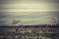 Roe deers on plowed land