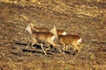 Roe deers running on ploughed land