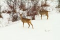 Roe deers in the snow