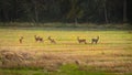 Roe deers standing scattered on a field Royalty Free Stock Photo