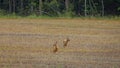 2 roe deers standing on a field Royalty Free Stock Photo