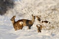 Roe Deers in the sunny winter