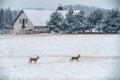 Roe deers in winter Royalty Free Stock Photo